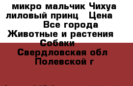 микро мальчик Чихуа лиловый принц › Цена ­ 90 - Все города Животные и растения » Собаки   . Свердловская обл.,Полевской г.